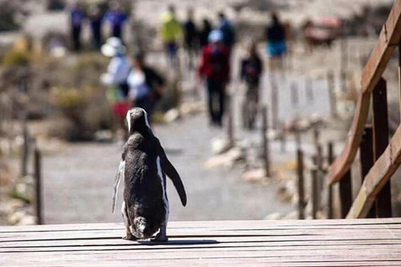 Departamentos Ensuenos Lägenhet Trelew Exteriör bild