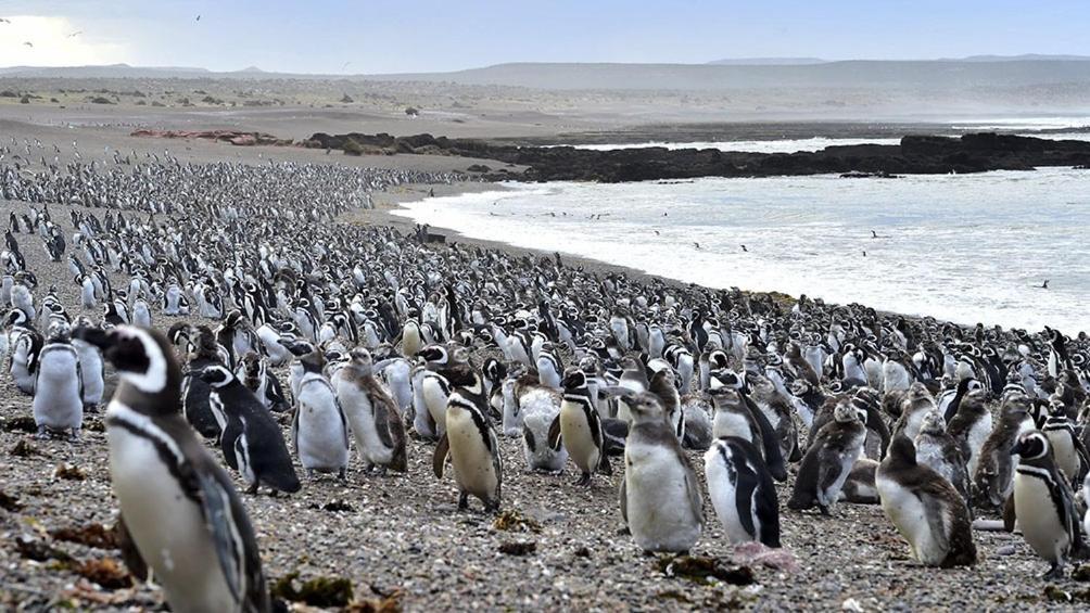 Departamentos Ensuenos Lägenhet Trelew Exteriör bild